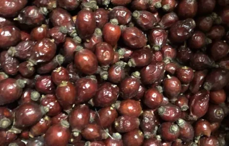 Шиповник урожаю 2025 року на продаж