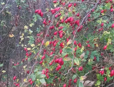 Шипшина шиповник – свіжий урожай