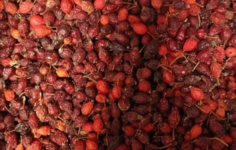 Шиповник сушеный - продажа качественных плодов