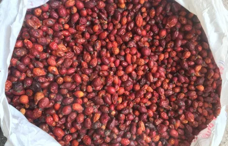 Пропонується сушена шипшина, урожай 2025 року