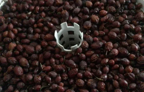 Шиповник та глід у продажу