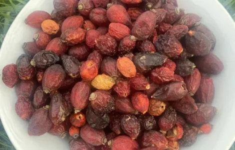 Шипшина Шиповник Продам Якісний