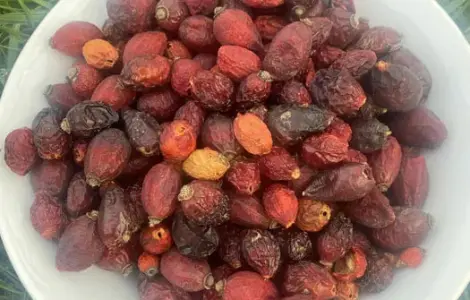 Шипшина Шиповник Продам Якісний