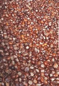 Продам каштан сухой, крупным оптом