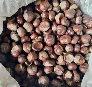 Каштан конский сушеный