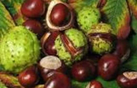 Каштан , плоды.