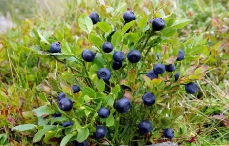 Лесная черника