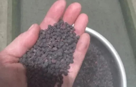 Ягоды черники сухой