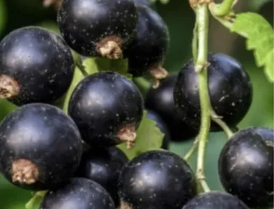 Продается замороженная смородина