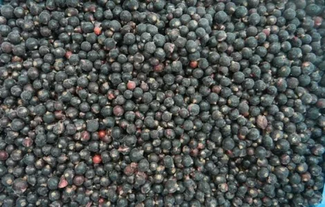 Чорна смородина - свіжий урожай