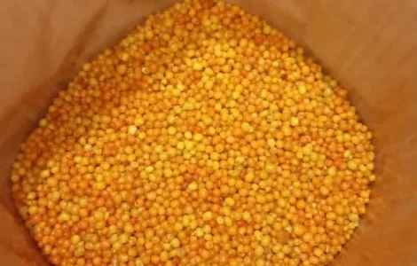 Облепиха – Ягода на продажу