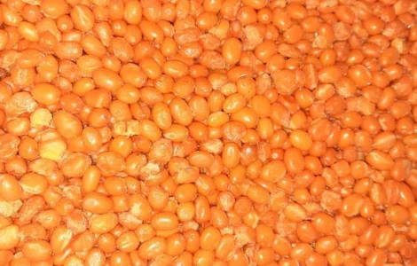 Облепиха ягода Облепиха