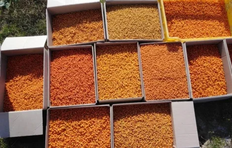 Обліпиха - свіжа та якісна