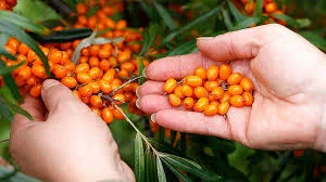 Продается замороженная облепиха