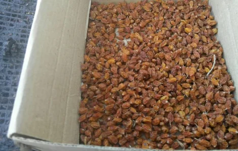 Суха облепиха, ягоды облепихи