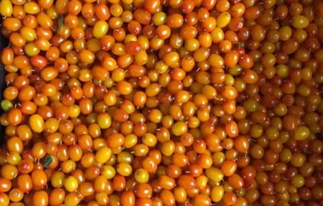 Обліпиха.Обліпиховий чай.Без термообробки