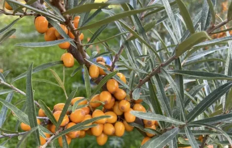 Обліпиха сортова з домашнього саду