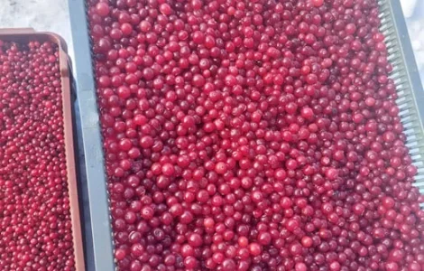 Продам свежую Клюкву [Журавлину]