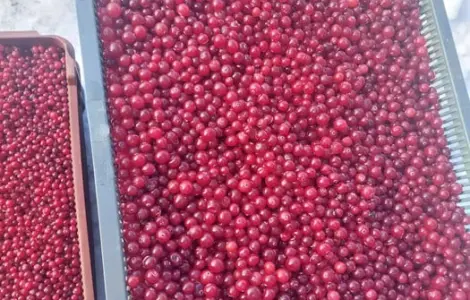 Продам свежую Клюкву [Журавлину]