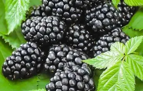 Ожина, смородина, агрус, дерен – заморожені ягоди