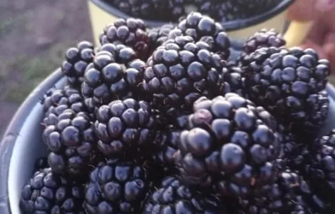 Продаж великої солодкої ожини