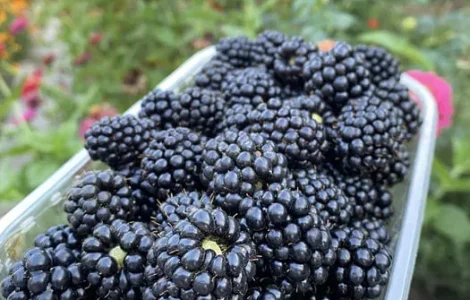 Домашня крупна ожина на продажу