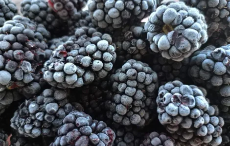 Ежевика замороженная