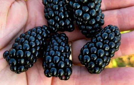 Ожина з власного саду