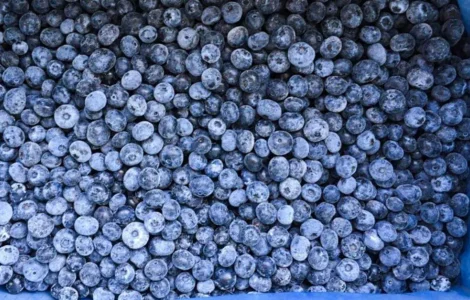 Голубика - Лохина на продажу