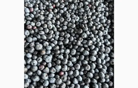 Продам лохину морожену