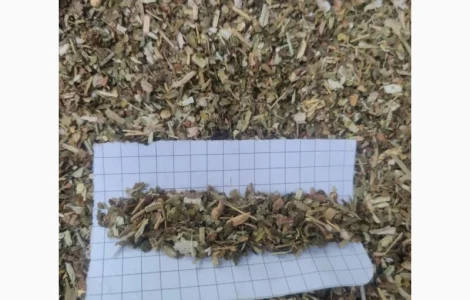 Самосад (Махорка) по низкой цене