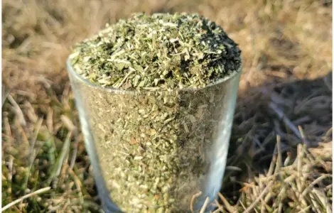 Махорочка гарна