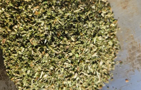 Качественная махорка - зелененький самосад