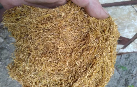 Табак Вирджиния Голд средней крепости