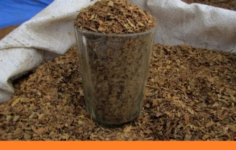 Табак для курящих - домашние сорта ХЛОПЯ в продаже