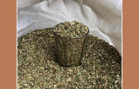 Махорка проста сільська