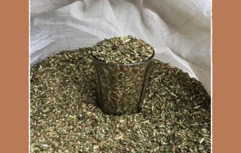 Махорка прста сільська