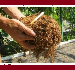 Качественный домашний табак без примесей, крепкий и средний сорт