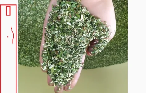 Махорка домашня ферментована, новий врожай Самосад