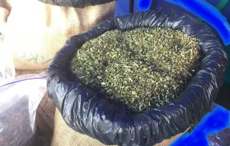 Самосад домашній