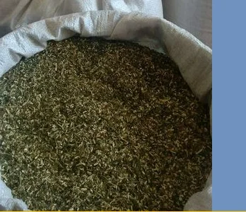 Пропонується свіжий самосад махорка