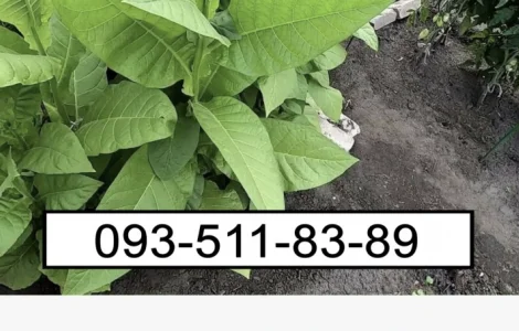 Якісний табак: МИЛЕНІУМ та ЗОЛОТЕ РУНО