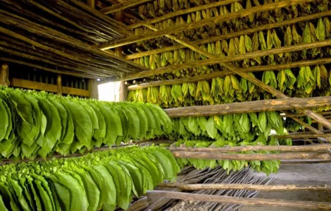 Продается Махорка Самосад без пыли и мусора по супер цене