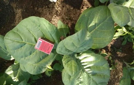 Табак домашний Махорка для мужчин