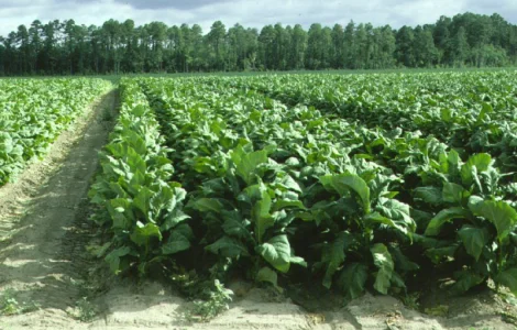 Продается крепкая махорка и гильзы для машинки