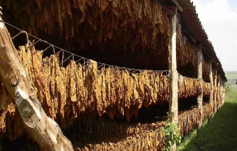 Продажа Махорки Самосад без пыли и мусора