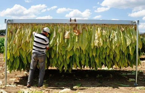 Залишилося мало! Самосад, сільська махорка