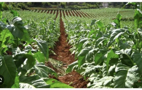 Табак средней крепости разных сортов в продаже