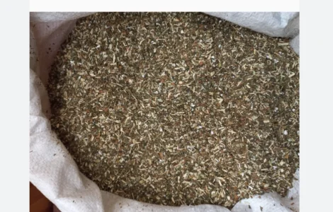 Продается качественная махорка самосад