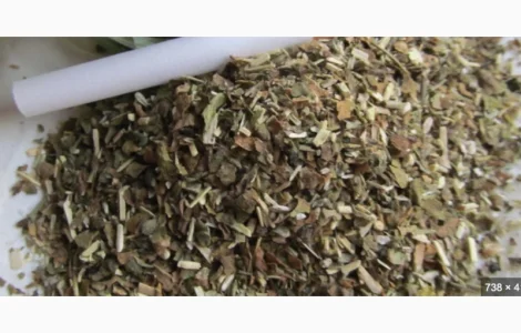 Якісний самосад - домашня махорка